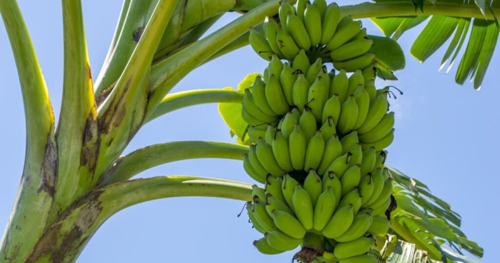 Banana Plant is Actually an Herb AND a Berry