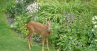 deer resistant plants