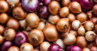 Onions Can Store Up to a Year