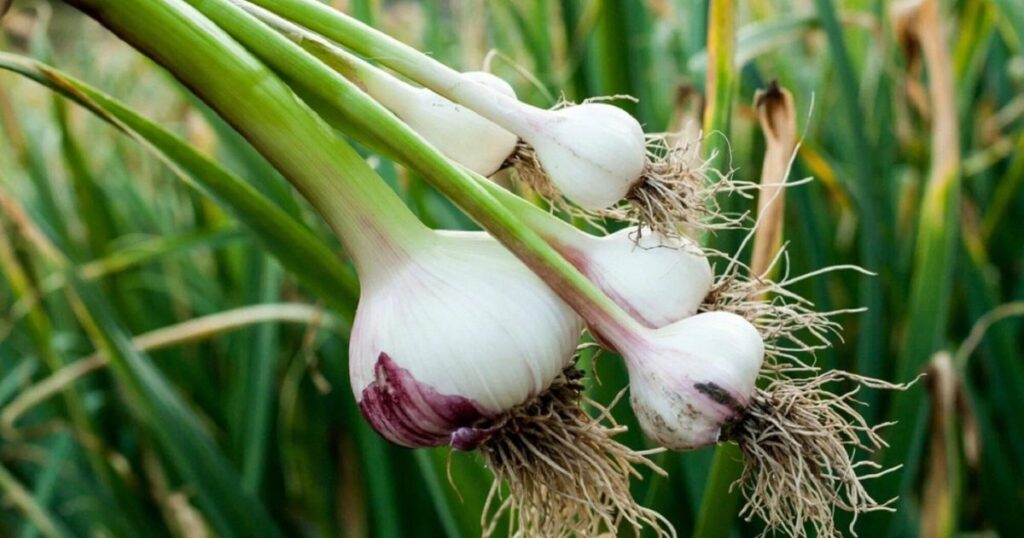 how to grow garlic