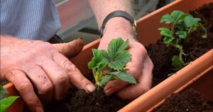 bare root strawberries