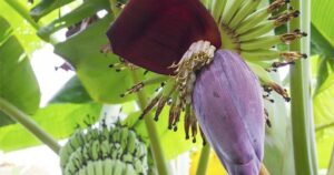 Banana Flowers Are an Unexpected Superfood