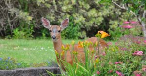 deer resistant plants