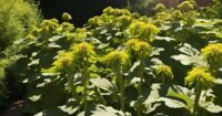 growing jerusalem artichokes