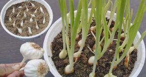 how to grow garlic