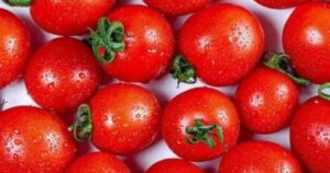 ripen tomatoes indoors