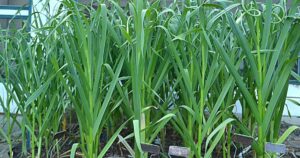 How to Harvest Garlic Scapes