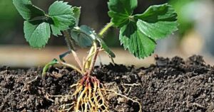 bare root strawberries