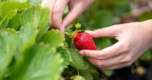 how far apart to plant strawberry plants