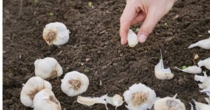 how to grow garlic