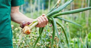 Onions Can Store Up to a Year