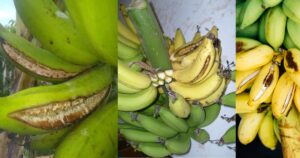 Bananas Split Open