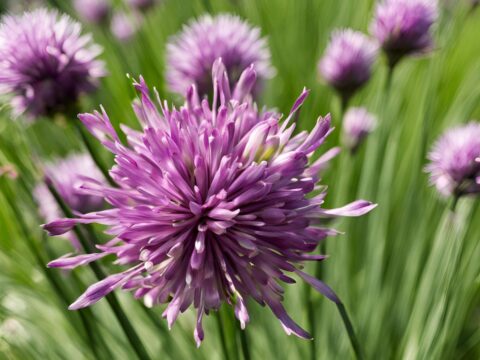 Chive Blossom