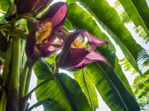 Banana Flowers