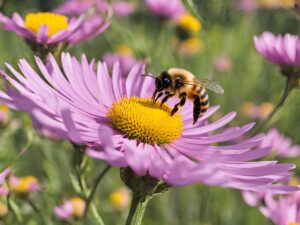 foolproof five the best plants to grow for bees