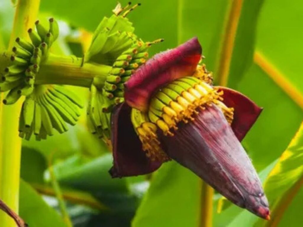 Banana Flowers