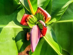 Banana Flowers