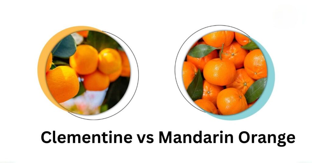 Mandarin Orange VS Clementine