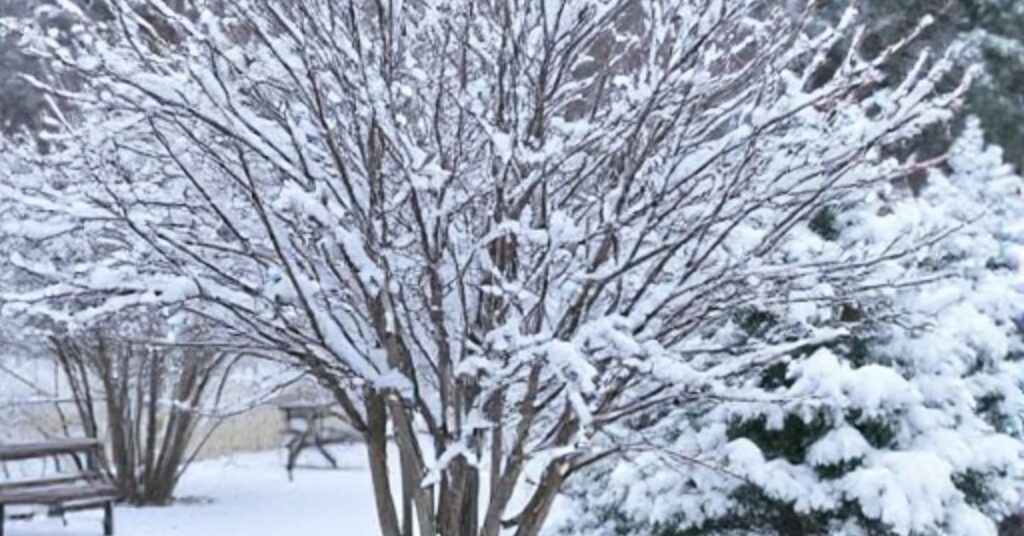 Protect Trees and Shrubs in Winter