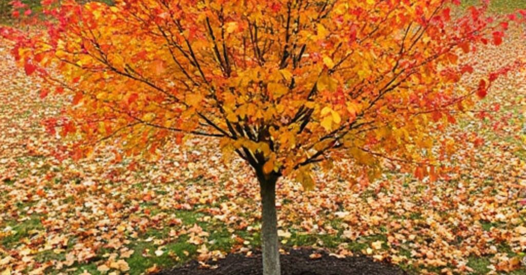 Better to Plant Trees in Fall