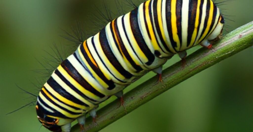 Identifying Striped Caterpillars