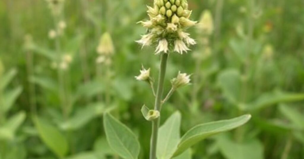 Mistake When You Plant Milkweed