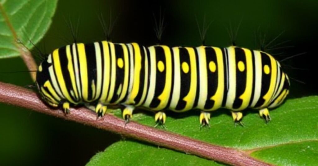 Identifying Striped Caterpillars