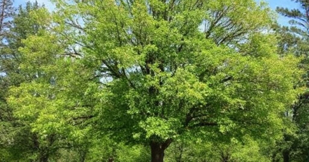 Fast Growing Trees