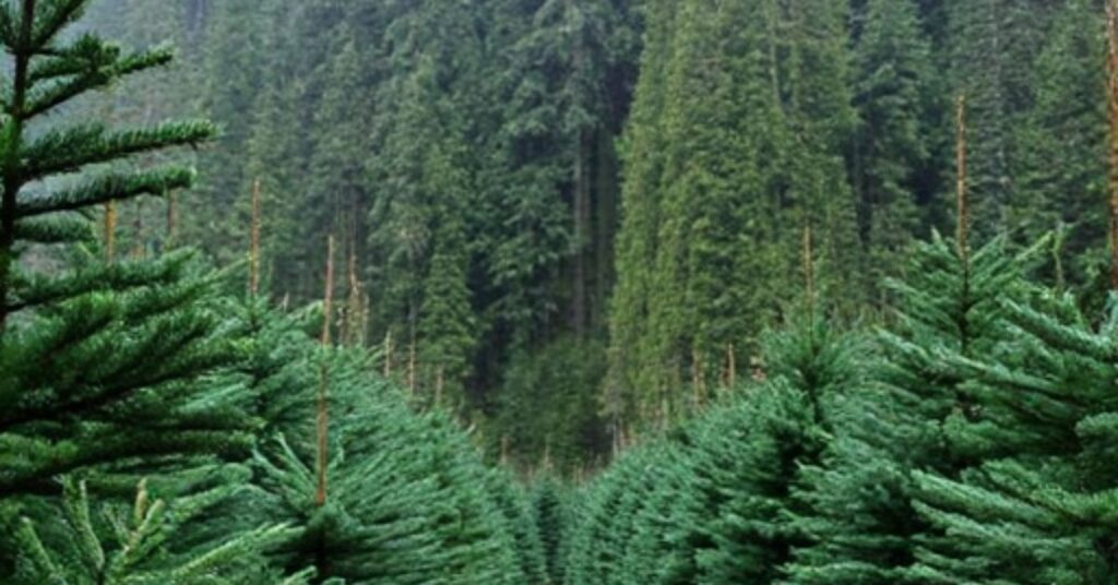 Cut Your Own Christmas Tree in Oregon