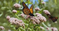 planting milkweed for the monarchs