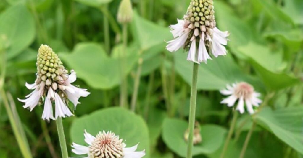 Mistake When You Plant Milkweed