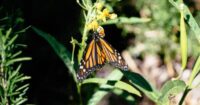 Mistake When You Plant Milkweed