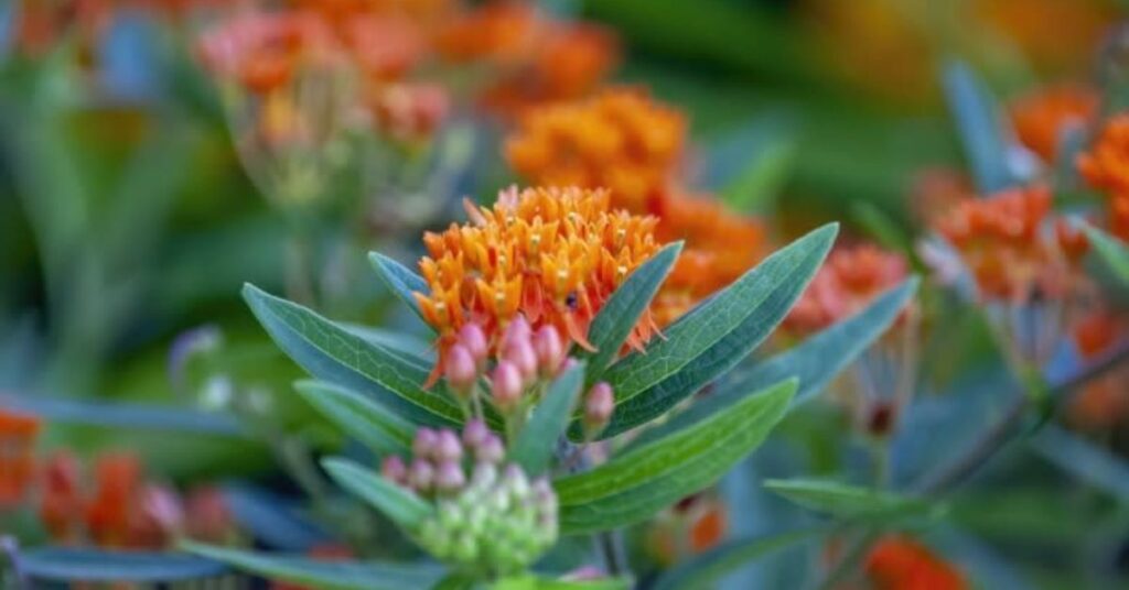 Mistake When You Plant Milkweed