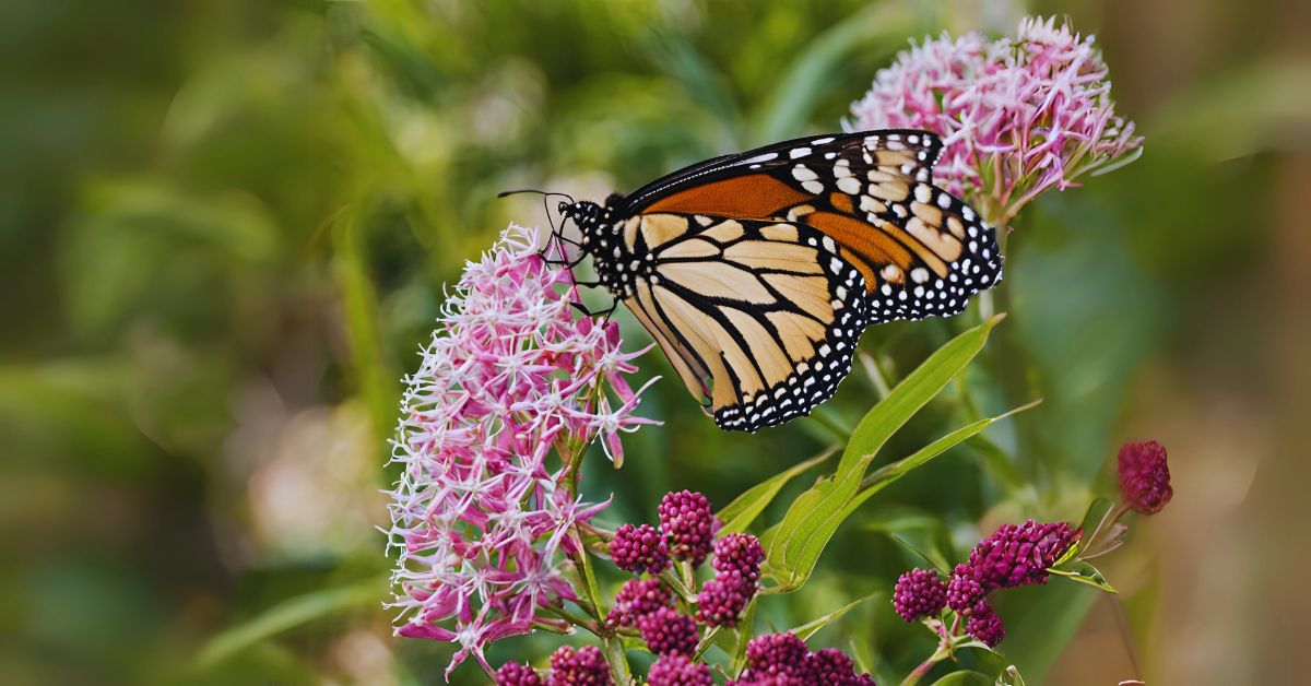 Where Should You Plant Milkweed?