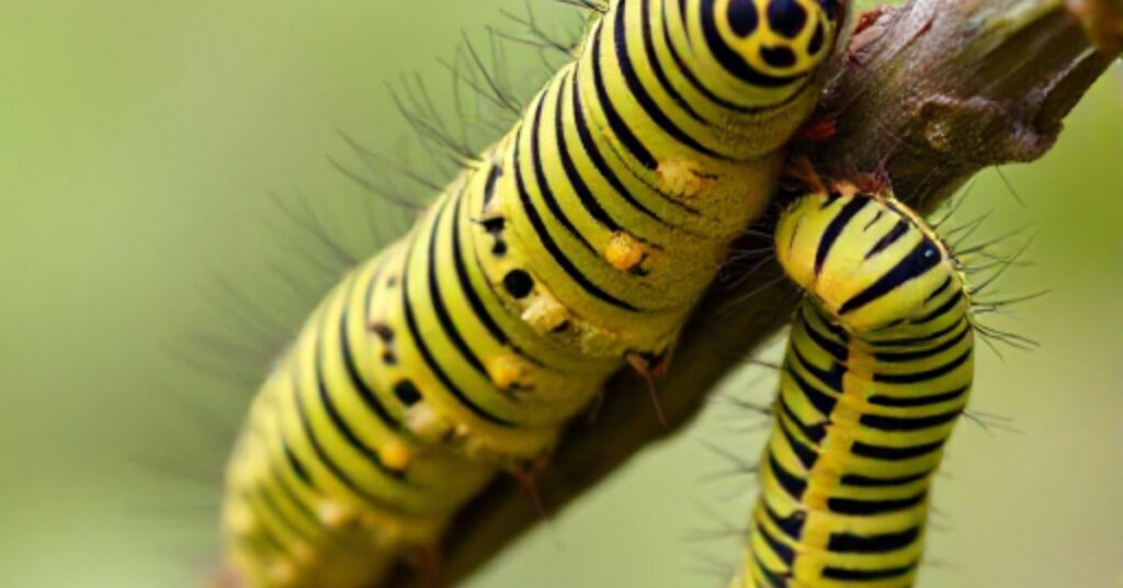 Identifying Striped Caterpillars