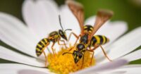 types of wasps