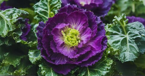 Edible Kale Flower Buds