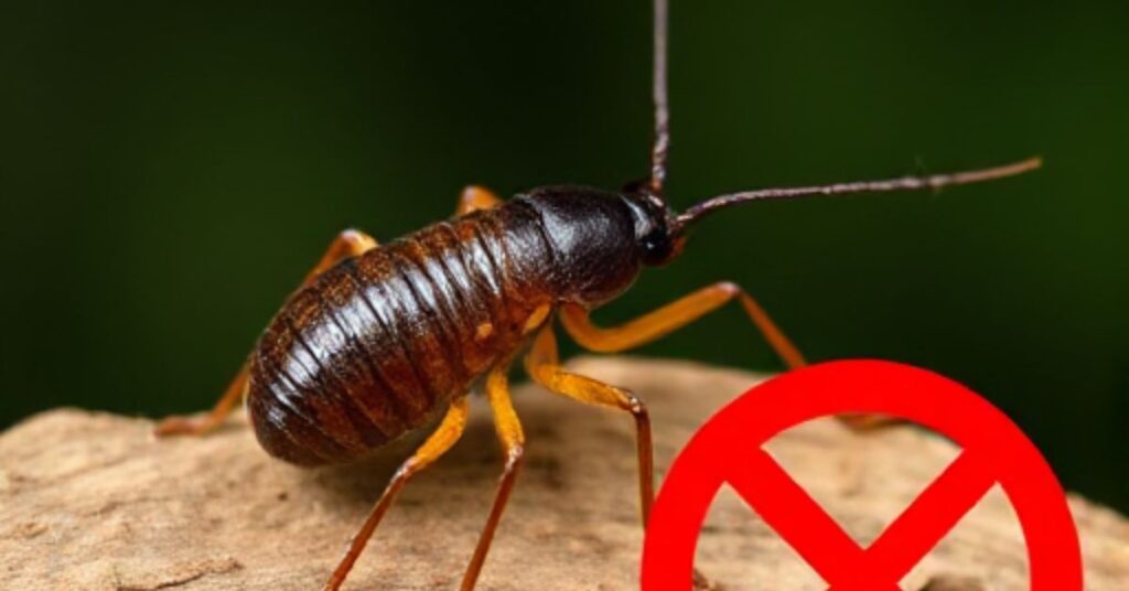 Prevent and Get Rid of Earwigs