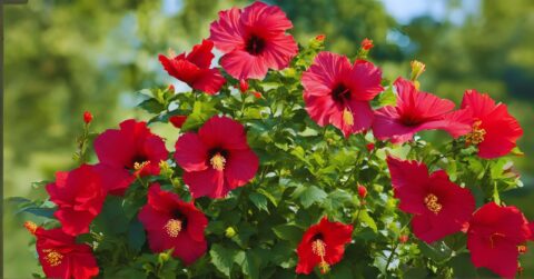 How to Grow Hardy Hibiscus