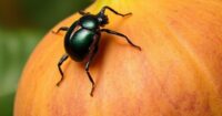 Get Rid of Fig Beetles