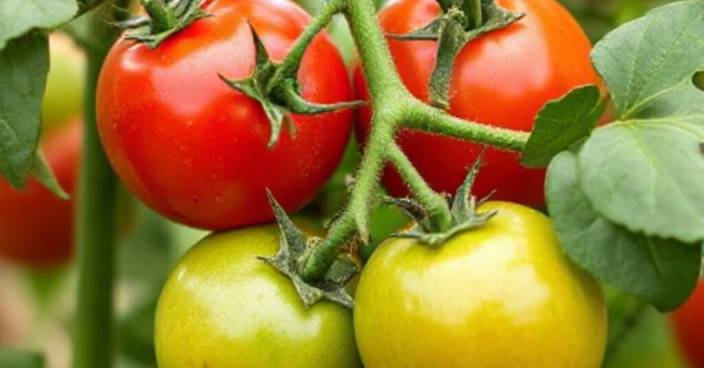 Best Fertilize Tomatoes for the Ultimate Bumper Crop