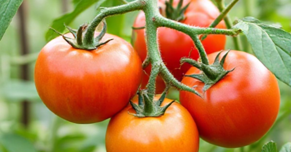 Best Fertilize Tomatoes for the Ultimate Bumper Crop