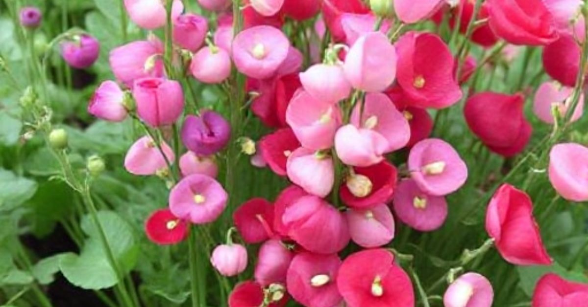 How to Grow Austrian Winter Peas to Improve Your Soil