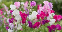 How to grow sweet peas