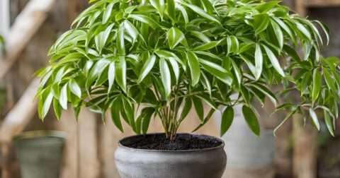 How to grow and care for umbrella plant