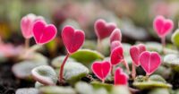 How to grow and care for string of hearts