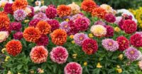 types of flowers for every garden