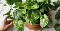 How to care for golden pothos