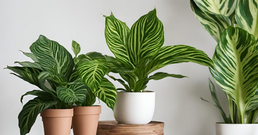 How to grow calathea