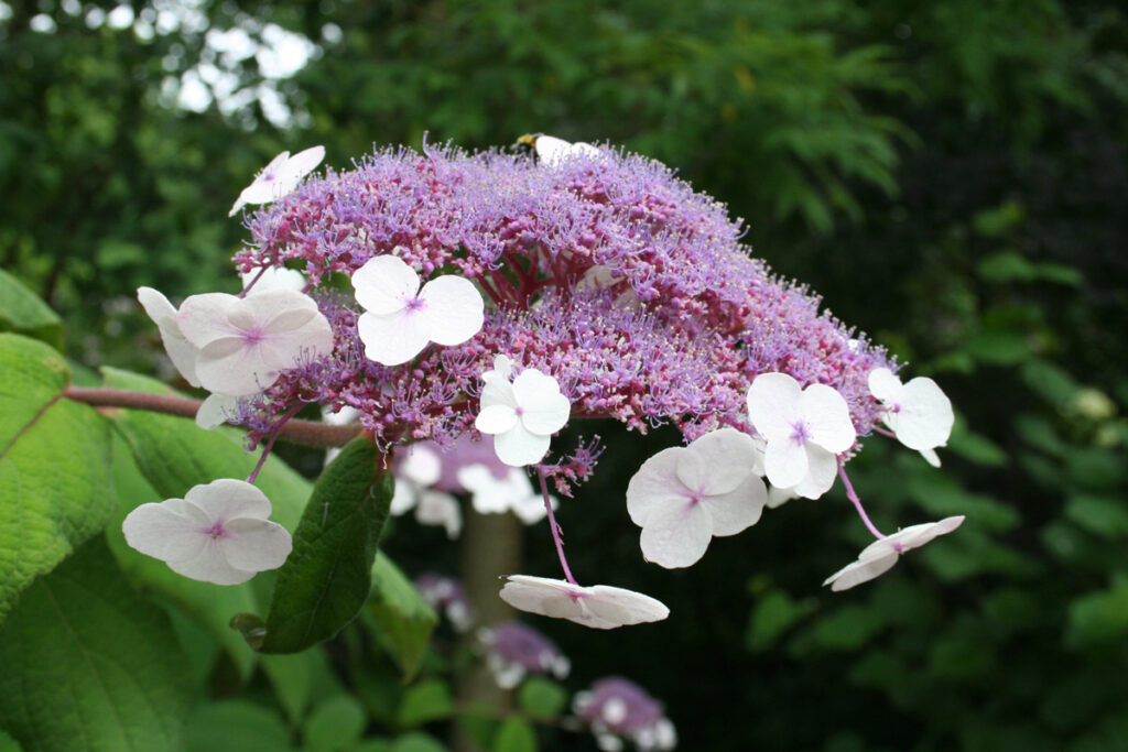 How to prune a hydrangea in spring